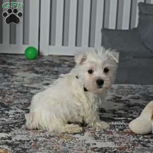 Jasper, West Highland Terrier Puppy